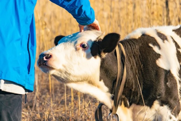 რატომ ანადგურებენ რუსეთში ცხოველებს მასობრივად? - საფრთხე მეზობელი ქვეყნებისთვის