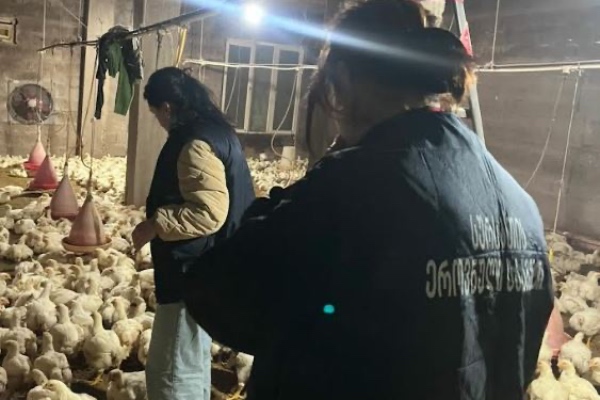 აჭარასა და იმერეთში ფრინველის არალეგალური სასაკლაოები დახურეს