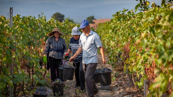 ვენახის სამეწარმეო მიზნით გაშენებას თანხმობა დასჭირდება